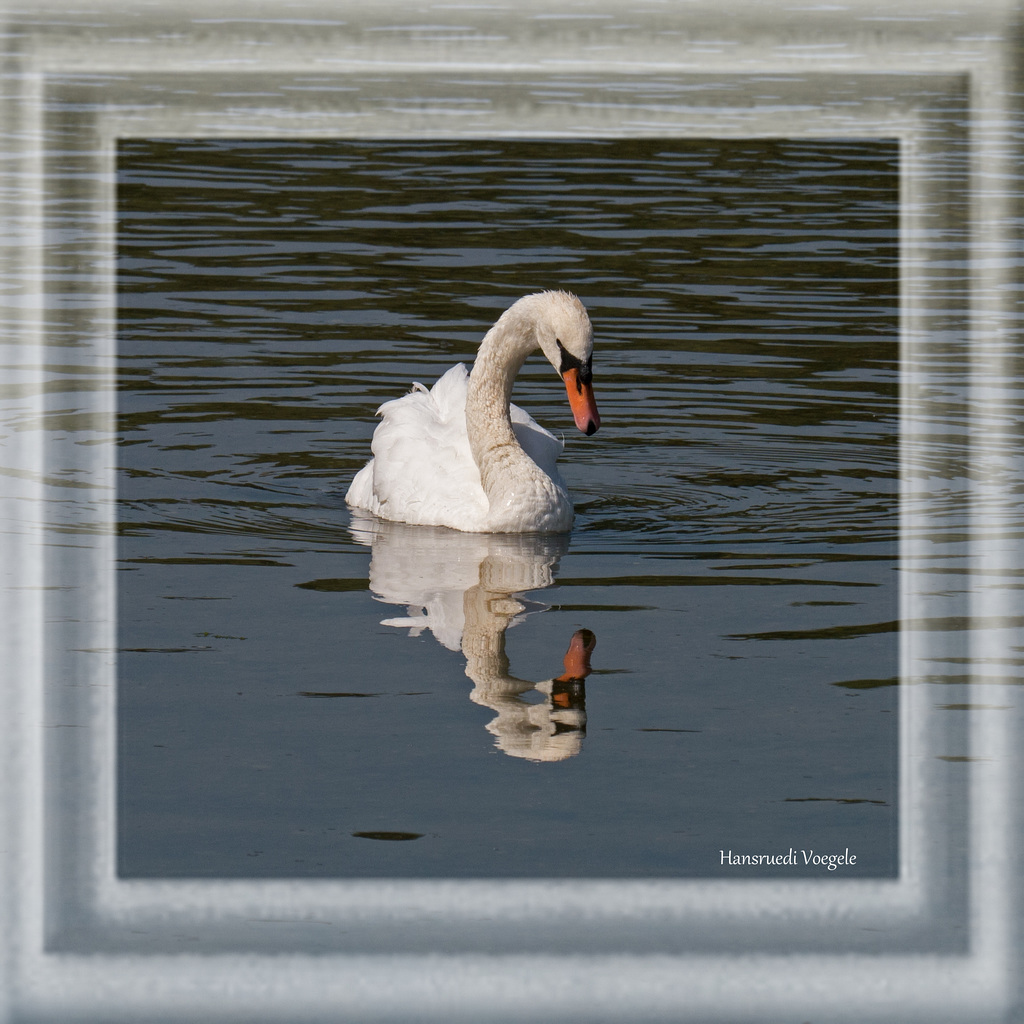 Schwan