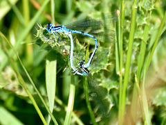 Azure Bluet in cop (Coenagrion puella) DSB 0146