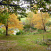 Autumn Colours by the Pond