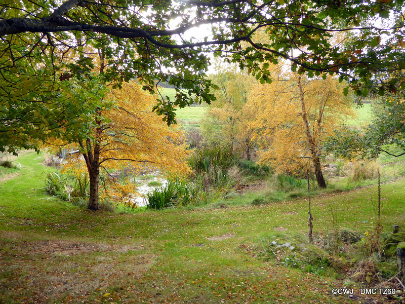 Autumn Colours by the Pond