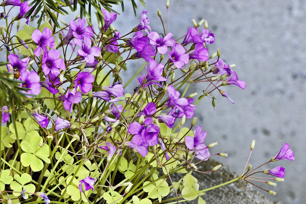 Violet Wood Sorrel – Botanical Garden, Montréal, Québec