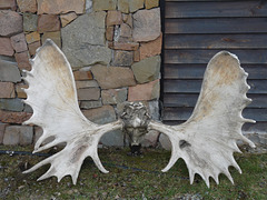 Moose Antlers