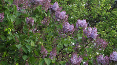 The pale lilac is plentiful