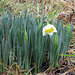 First daffodil of spring