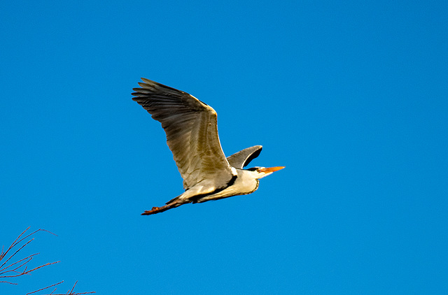 Heron in flight