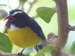 Bananaquit - 13 March 2019