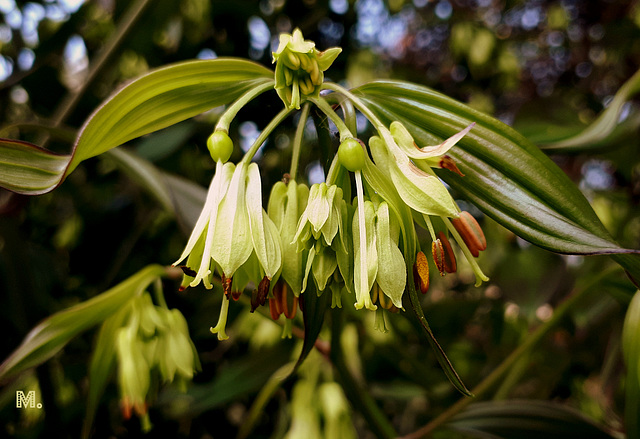 Alstroemeriaceae .? Bonne fête de l'ascension