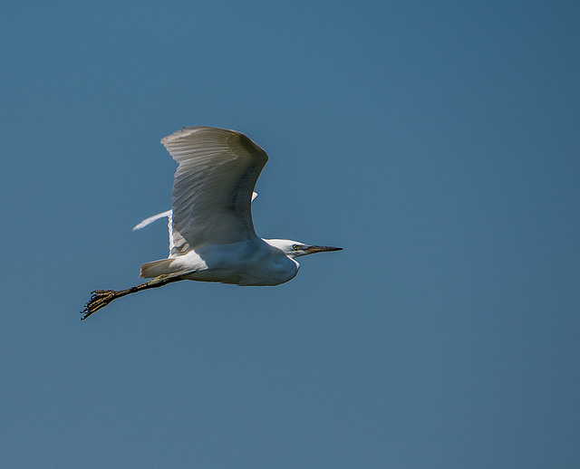 Little egret in flight43