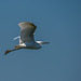 Little egret in flight43