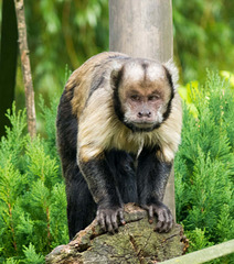 Grumpy monkey