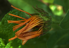 Marigold
