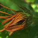 Marigold