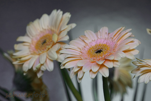 Gerbera