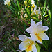 Mystery flowers