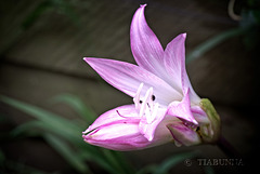 Flowering lily