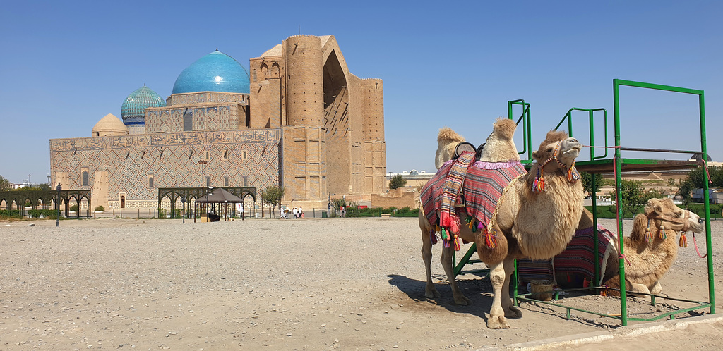 A Pair of Woolly Camels