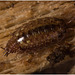 IMG 9775 Woodlouse