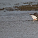 Greylag geese