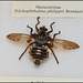 EF7A3471 Fly Natural History