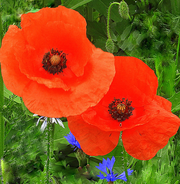 clear flower