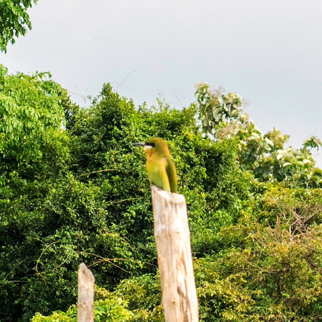 Madu river safari at Balapitiya, Sri Lanka