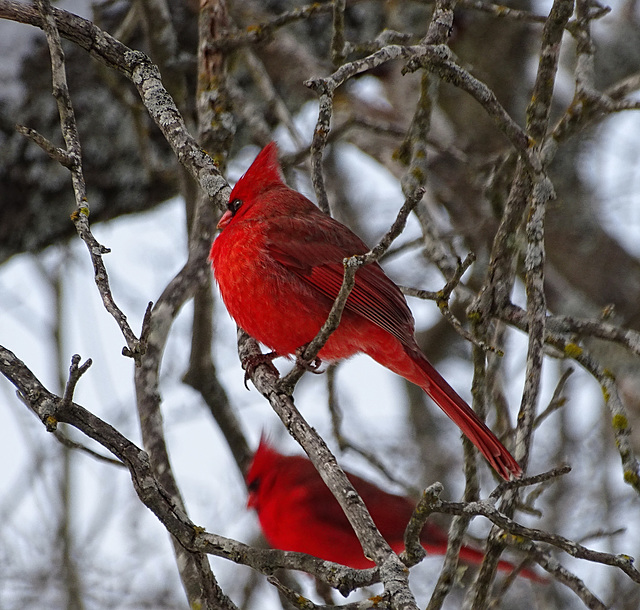 Cardinal in the snow