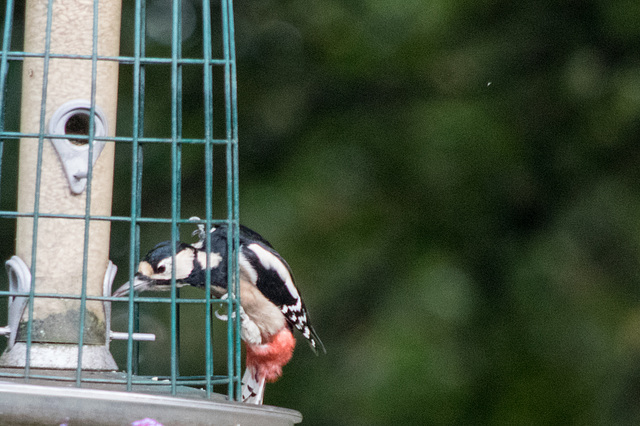 Great Spotted Woodpecker