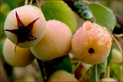 Pommier de Noël sous la rosée !