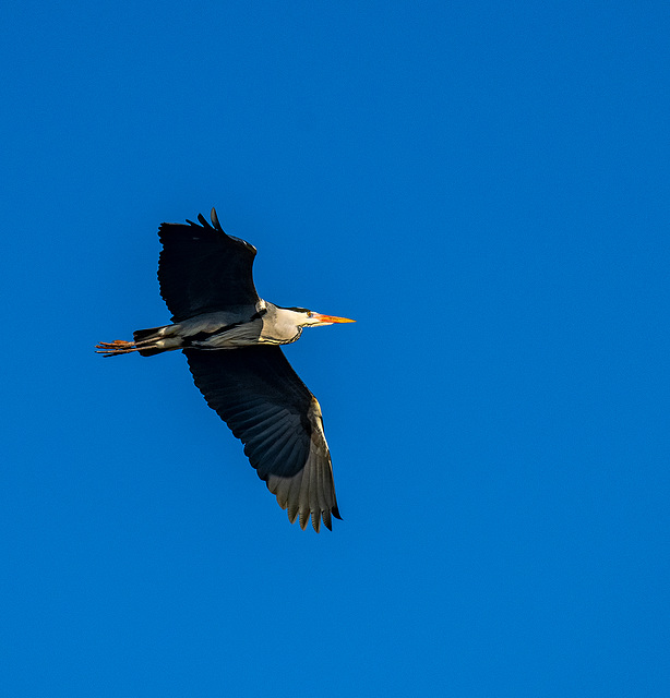 Heron in flight