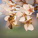 der Frühling schmeckt