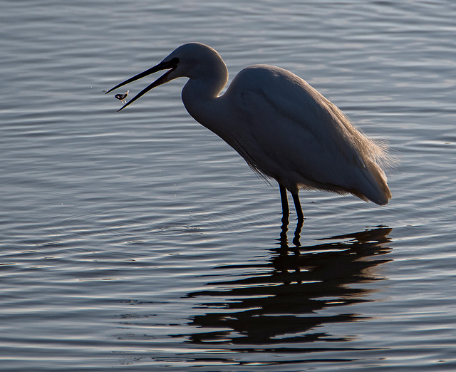 Little egret with its fish