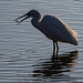 Little egret with its fish