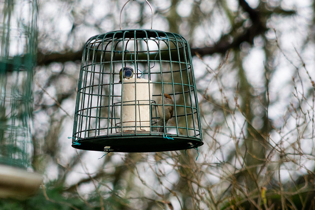 Female Blackcap