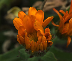 Marigold