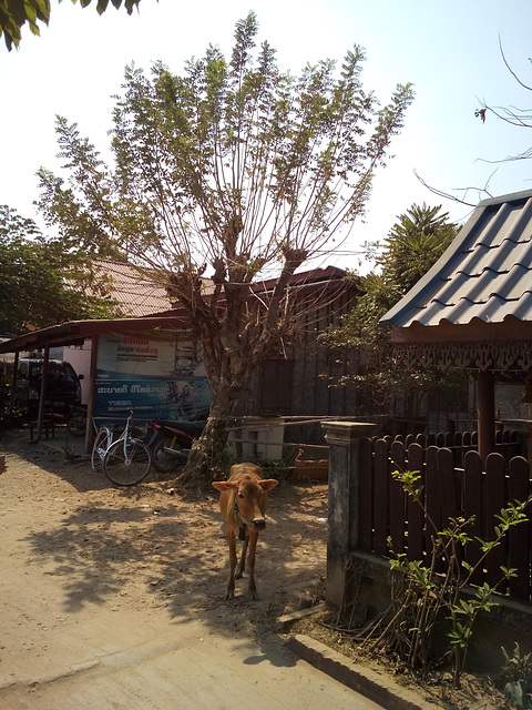 Vache et tigre / Cow & tiger   (Laos)