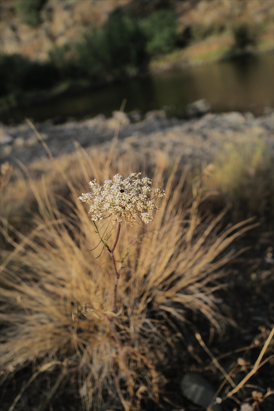 Daucus carota, Penedos, Ribeira do Vascão, Thirsty Land Poetry