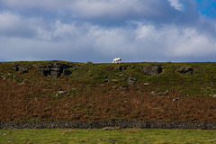 The White Horse of Cown Edge