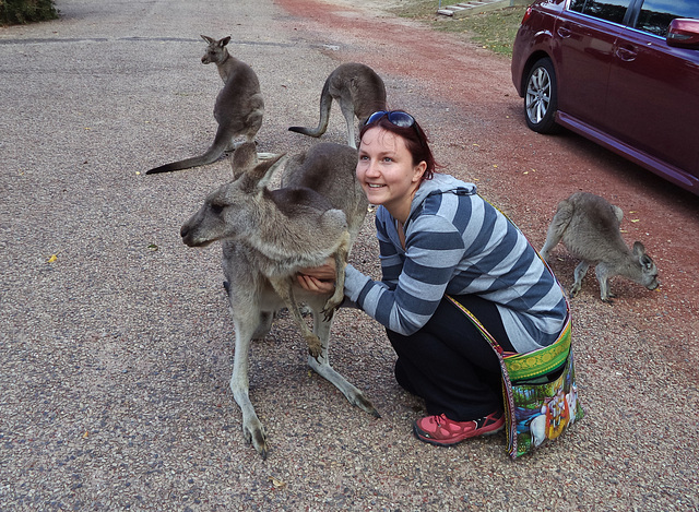 lovely kangaroos