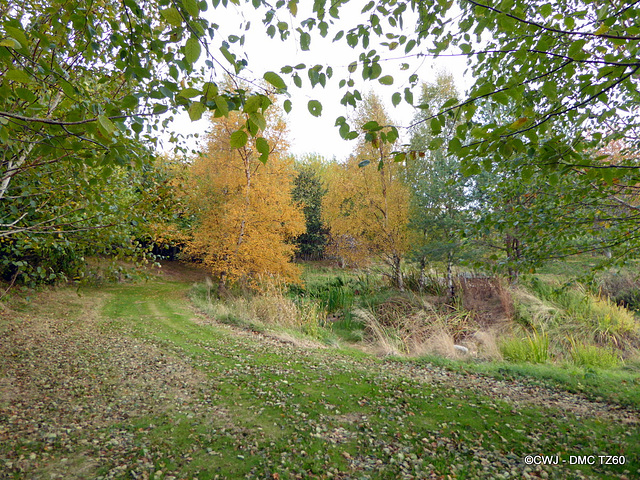 Autumn Colours by the Pond