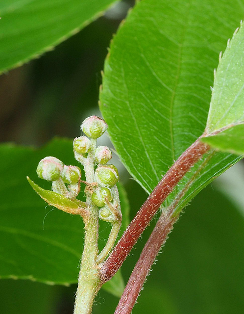 WeiKi-Blüte