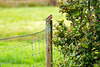 Chaffinch on A Fence - HFF!