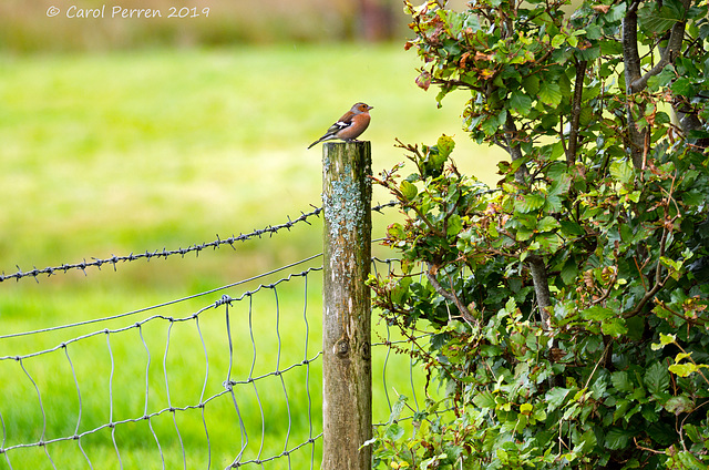 Chaffinch on A Fence - HFF!