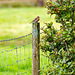 Chaffinch on A Fence - HFF!