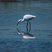 Little egret6