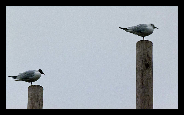 Gulls