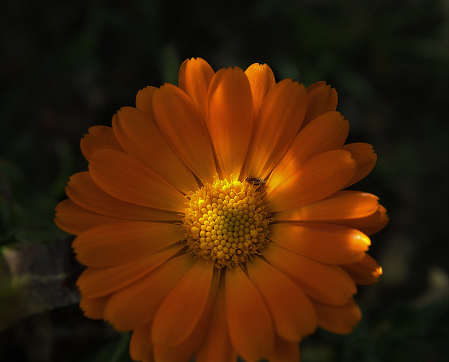 Marigold