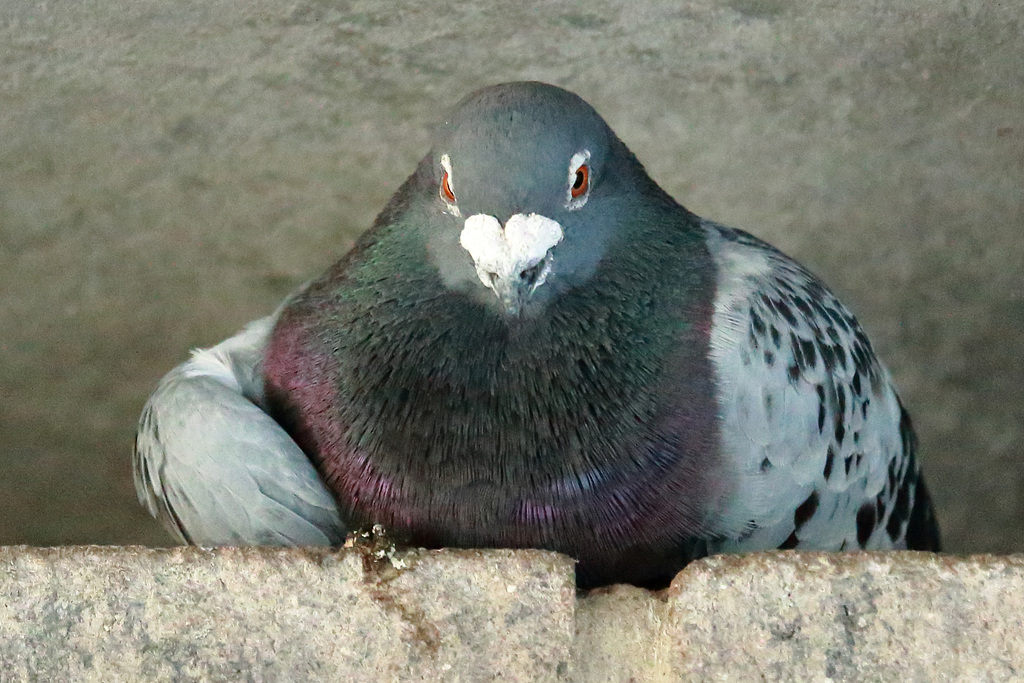 EOS 6D Peter Harriman 19 42 56 38731 pigeon dpp