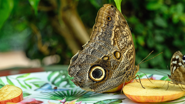 HUNAWIHR: Jardins des papillons 19