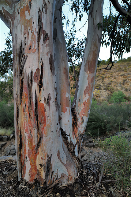 Eucalyptus trunk, Ribeira do Vascão