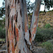Eucalyptus trunk, Ribeira do Vascão